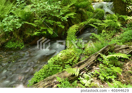 Primitive forest and clear stream 40844629