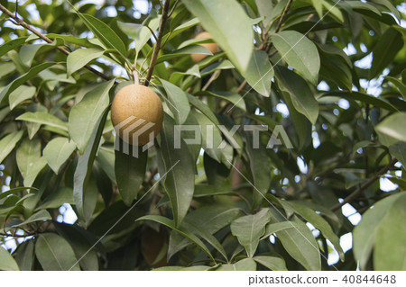 Fruit of a supporter 40844648