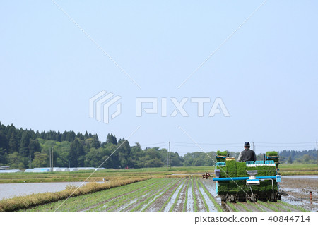 種植與米移植器的男性圖像米 40844714
