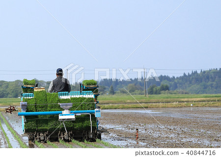 Male image rice planting with rice transplanter Male image rice planting with rice transplanter 40844716