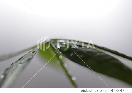葉子與waterdrop 40844724