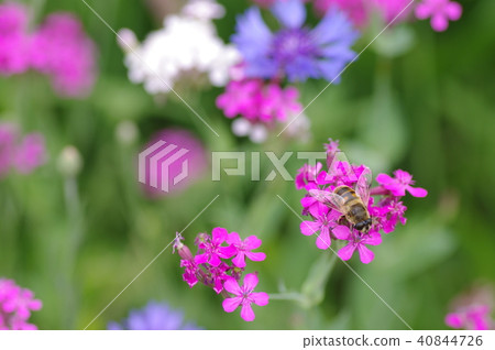 蜜蜂和鮮花 40844726