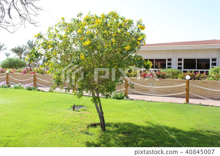 Beautiful flowers, a garden in Egypt. 40845007