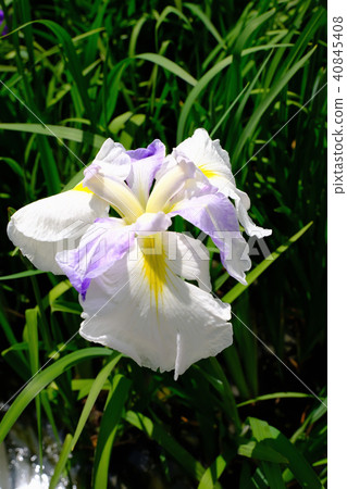 Iris 40845408