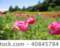 Poppy field 40845784