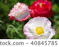 Various types of poppies 40845785