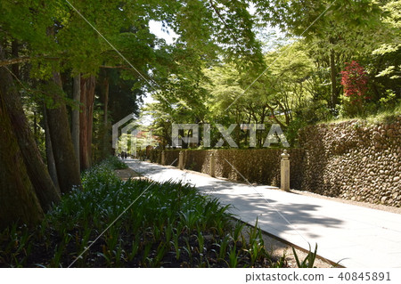 Law Tama Tadashi Eiji寺 Law Tama Tadashi Eiji寺 40845891