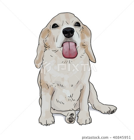 Adorable beagle sticky tongue out 40845951