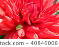 Dahlia and frogs 40846006