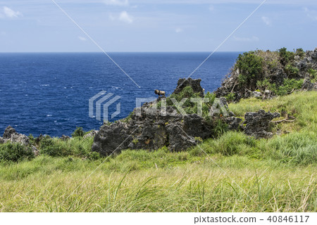 蘭嶼站在礁岩峭壁上的山羊 40846117