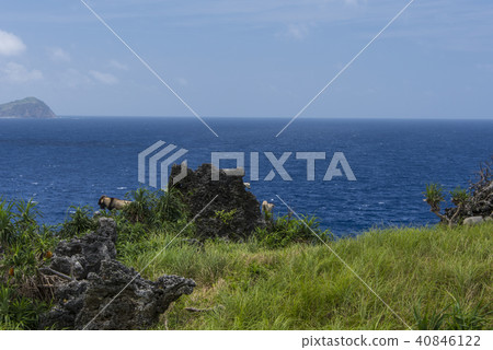 蘭嶼站在礁岩峭壁上的山羊 40846122