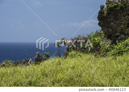 蘭嶼站在礁岩峭壁上的山羊 40846123