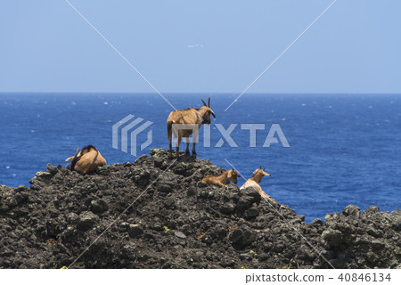 Goats on Lanyu Island standing on a reef cliff 40846134
