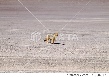 Andean fox close up,Bolivia 40846314