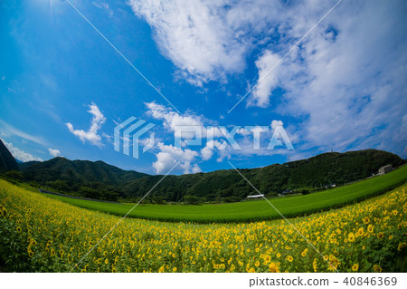 Sunflower (Tsushima-shi, Nagasaki prefecture) 40846369