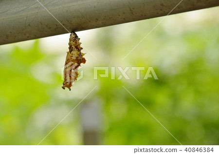 chrysalis hanging on aluminum clothes line chrysalis hanging on aluminum clothes line 40846384