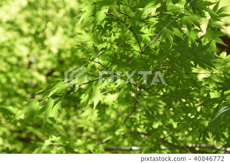 Fresh green leaves of spring 40846772