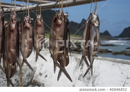 蘭嶼飛魚季曬魚乾 蘭嶼飛魚季曬魚乾 40846852