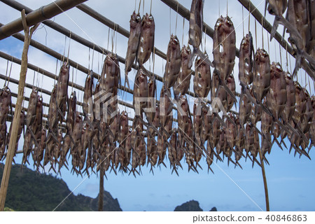蘭嶼飛魚季曬魚乾 蘭嶼飛魚季曬魚乾 40846863