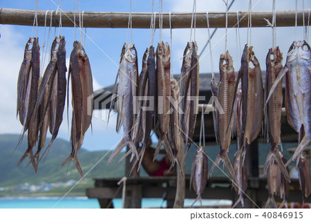 蘭嶼飛魚季曬魚乾 40846915