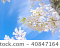 Sakura ver 12 40847164
