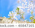 櫻花ver13 40847165