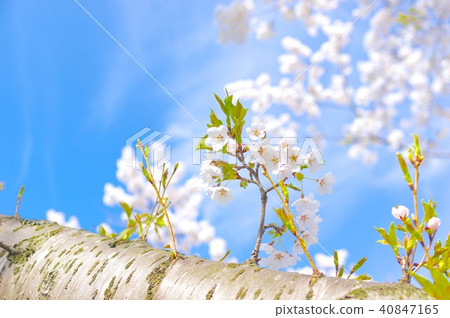 櫻花ver13 40847165