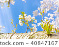 Sakura ver 15 40847167