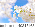 Sakura ver 16 40847168