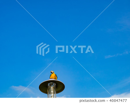 Parrot on street light 40847477