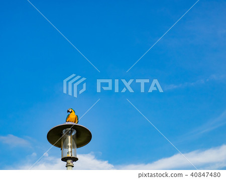 街燈上的鸚鵡 街燈上的鸚鵡 40847480