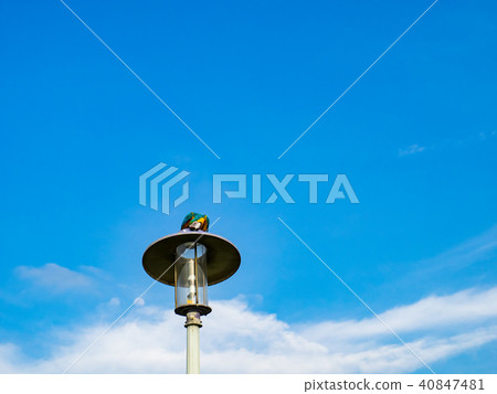 Parrot on street light Parrot on street light 40847481