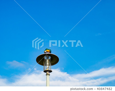 Parrot on street light Parrot on street light 40847482