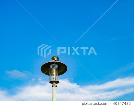 街燈上的鸚鵡 40847483