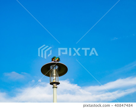 街燈上的鸚鵡 40847484