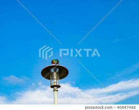 Parrot on street light Parrot on street light 40847488