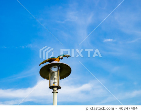 街燈上的鸚鵡 街燈上的鸚鵡 40847494