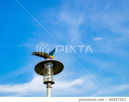 Parrot on street light Parrot on street light 40847501