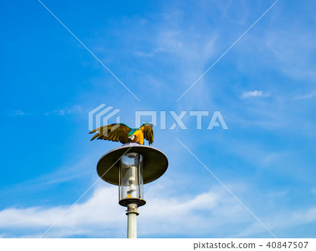 Parrot on street light 40847507