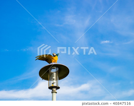 街燈上的鸚鵡 街燈上的鸚鵡 40847516