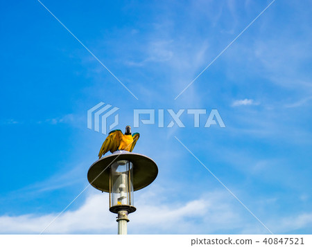 Parrot on street light Parrot on street light 40847521