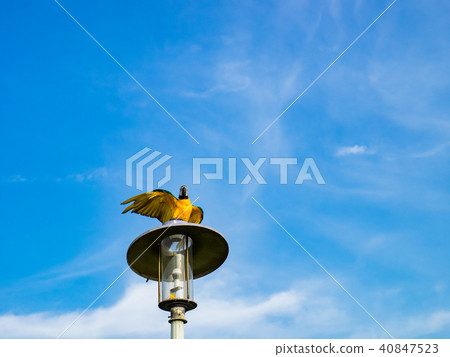 Parrot on street light 40847523