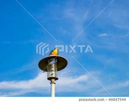 Parrot on street light Parrot on street light 40847544