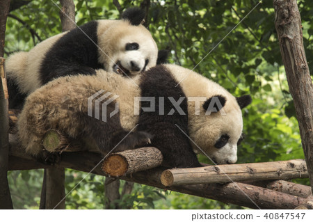 pandas live in a reserve in Chengdu. 40847547