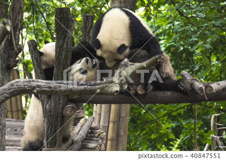 pandas live in a reserve in Chengdu. 40847551