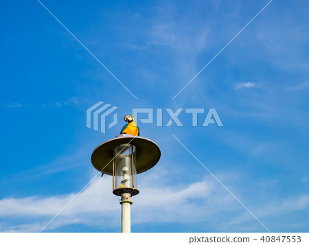 街燈上的鸚鵡 街燈上的鸚鵡 40847553
