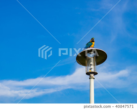 Parrot on street light Parrot on street light 40847571