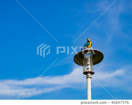Parrot on street light Parrot on street light 40847576