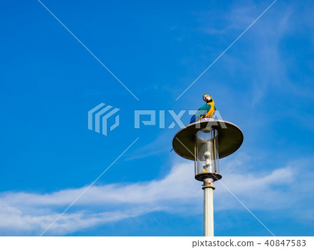 Parrot on street light Parrot on street light 40847583