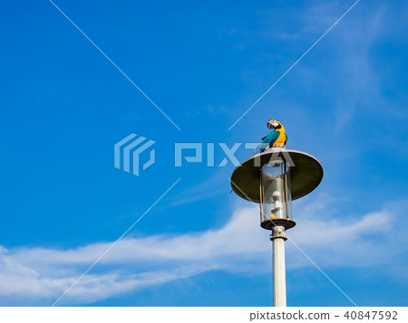 街燈上的鸚鵡 40847592